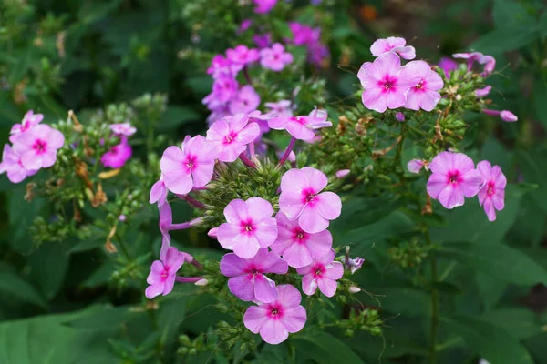 Close Pink Flower Phlox Subulata Phlox Subulate Leaves Growing Foothills — Stock Photo, Image