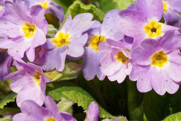 Rusya 'nın Kabardino-Balkaria cumhuriyetinin parkında eriyen kar sonrasında yeşil yapraklar arasında Kafkas primula primula denticulata' sının açık mor rengine yakın çekim                               