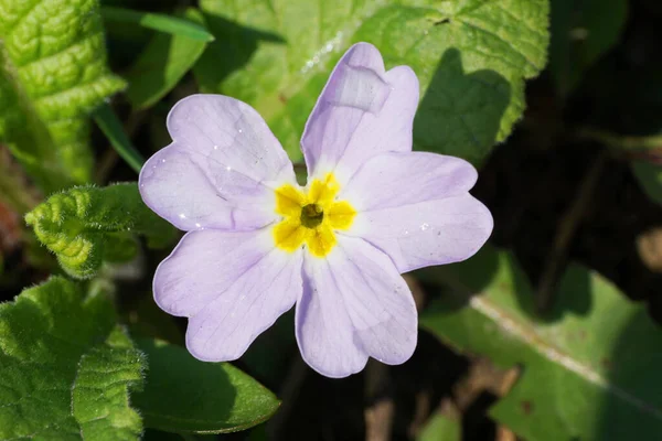  Rusya 'nın Kabardino-Balkaria cumhuriyetinin parkında eriyen kar sonrasında yeşil kabarık yapraklar arasında Kafkas primula primula denticulata' nın erken ve bahar ışığı Makro çiçeği                              