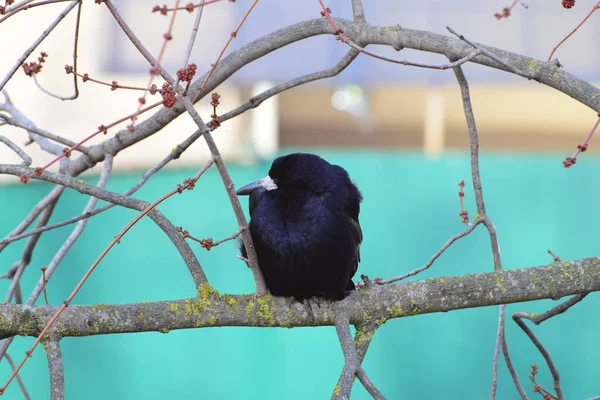 Torre Pássaro Caucasiano Preto Azul Sentado Inverno Ramo Bordo — Fotografia de Stock