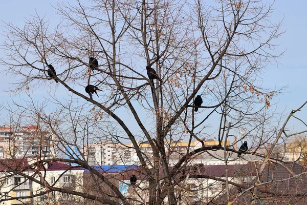 今年1月 在俄罗斯纳尔奇克市的城市房屋的背景下 一群由六只鸟组成的冬季乌鸦坐在枫树上 — 图库照片