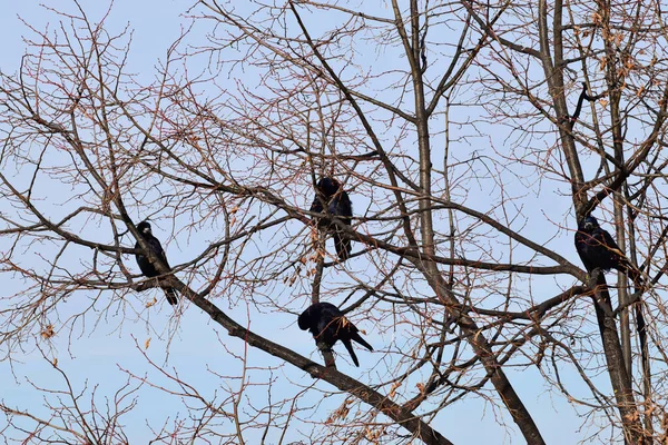 今年一月 有四只冬季的白鸟栖息在城市枫树的枝头上 — 图库照片