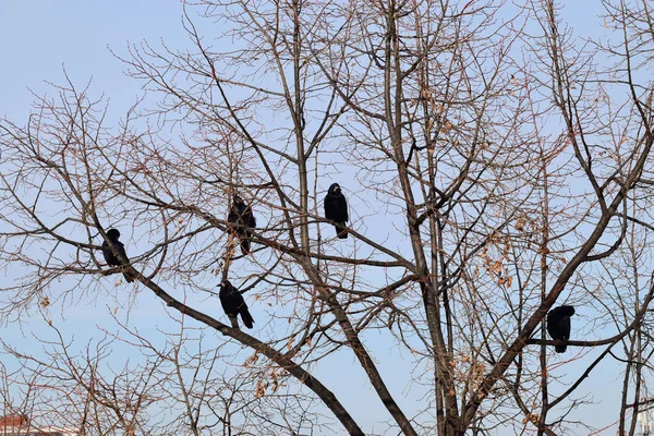 一月的时候 一群五只小鸟坐在枫树枝上 组成了冬季黑色的乌鸦 — 图库照片