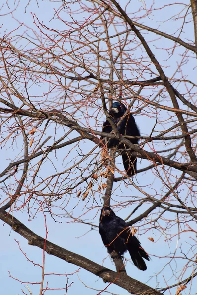 两只小鸟在枫树枝上栖息和栖息的冬季黑色高加索乌鸦的特写 — 图库照片