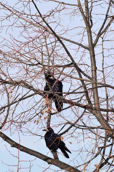 一月的时候 两只高加索黑人乌鸦坐在枫树枝头休息 — 图库照片