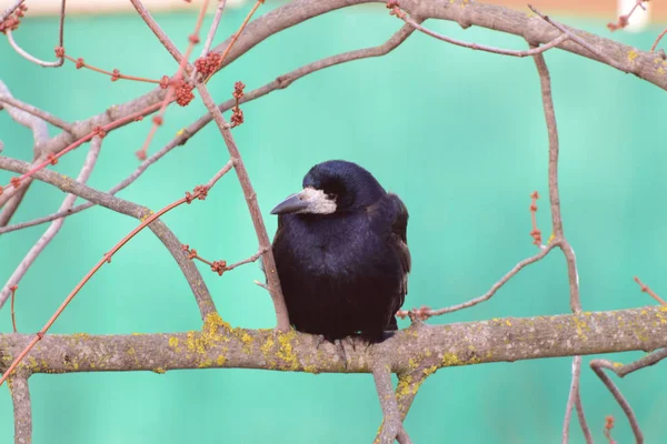 Torre Pássaro Caucasiano Inverno Preto Com Bico Grande Sentado Ramo — Fotografia de Stock