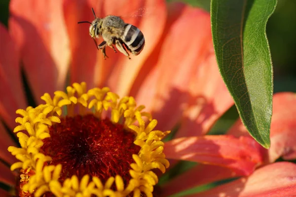 Uçan Makro kabarık Kafkas küçük beyaz arı Amegilla albigena yazın turuncu-pembe çiçek Zinnia üzerinde nektar topluyor                               