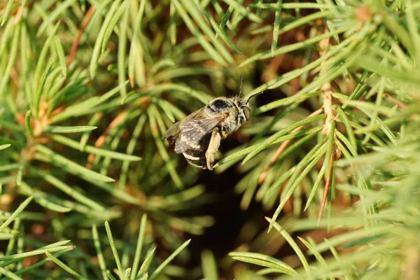 Kafkas kabarık tüylü küçük ve gri arı Amegilla albigena 'ya yakın plan küçük bir çalı ağacının yeşil dallarında oturuyor.                              