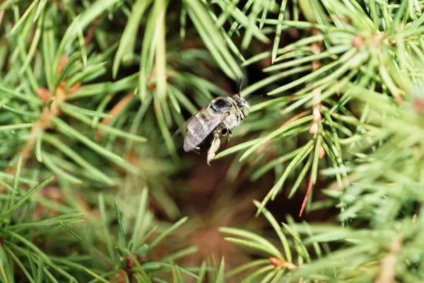Kabarık tüylü Kafkas ve gri-beyaz çizgili arı Amegilla albigena kabarık pençeli küçük ladin ağaçlarının yeşil dallarında oturuyor