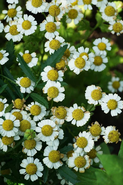 Vista Perto Cima Uma Multidão Flores Camomila Matricaria Camomilla Com — Fotografia de Stock