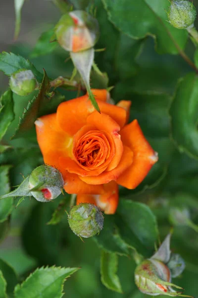 Vista Cerca Desde Arriba Una Rosa Naranja Brillante Caucásica Floreciente —  Fotos de Stock