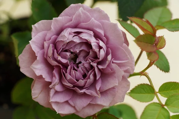 Macro of a purple flower of a small Caucasian young rose on a green stalk