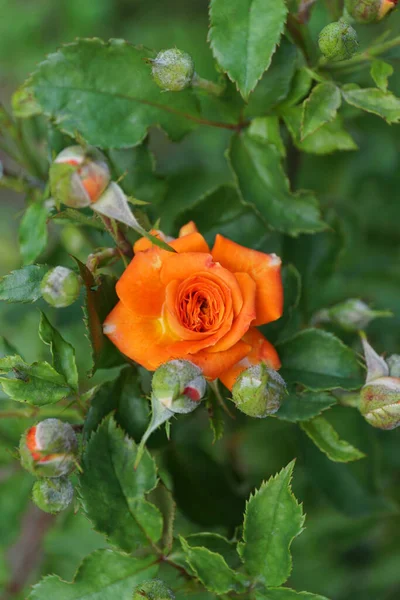 Primer Plano Una Rosa Naranja Caucásica Brillantemente Floreciente Con Siete — Foto de Stock