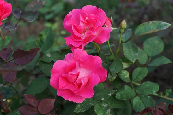 Primer Plano Flores Brillantes Rosadas Dobles Una Rosa Híbrida Caucásica —  Fotos de Stock