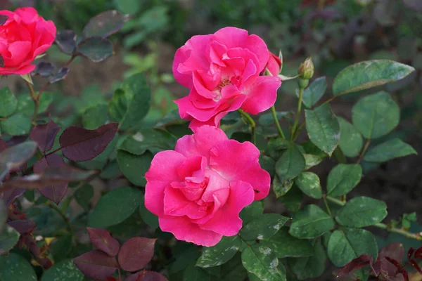 Zbliżenie Różowy Frotte Jasny Kwiat Kaukaski Herbata Hybryda Róża Zielony — Zdjęcie stockowe