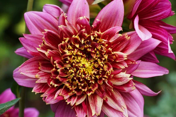 Detailní Záběr Dahlii Vancouver Fialovým Květem Nažloutlým Jádrem Mezi Listy — Stock fotografie