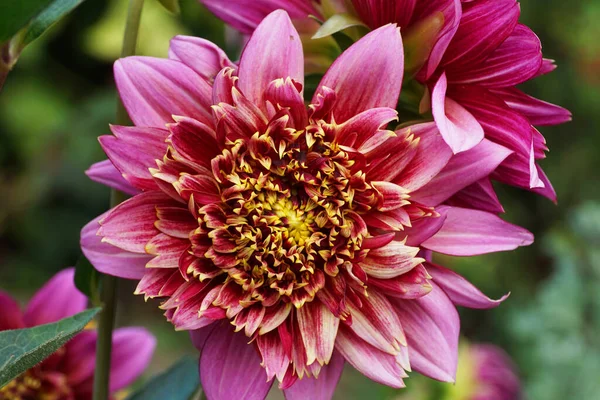 Detailní Pohled Shora Květinu Dahlia Vancouver Fialovým Květem Nažloutlým Jádrem — Stock fotografie