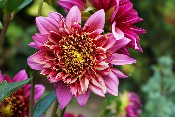 Detailní Záběr Květů Dahlia Vancouver Fialovým Květem Nažloutlým Jádrem Mezi — Stock fotografie