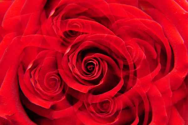 赤バラのマクロ花序 ニコロ パガニーニ 5つの断面図にねじれた花弁 — ストック写真
