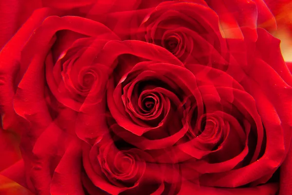 Primo Piano Una Rosa Rossa Caucasica Niccolo Paganini Con Petali — Foto Stock