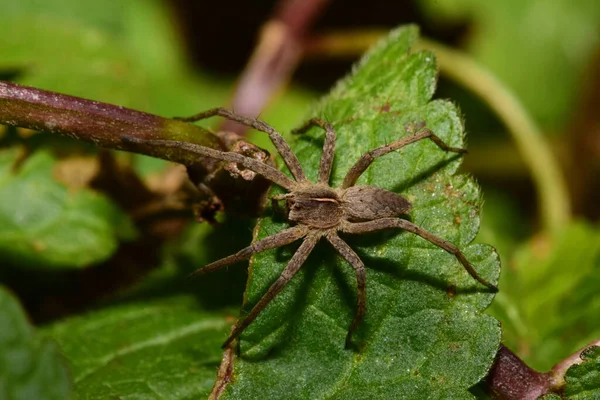 Macro Side View Fluffy Beige Caucasian Solpuga Spider Lurking Green — Stock Photo, Image