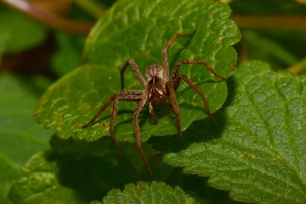 Macro view from above and in front of a fluffy beige caucasian Solpuga spider lurking on the green leaf nettle