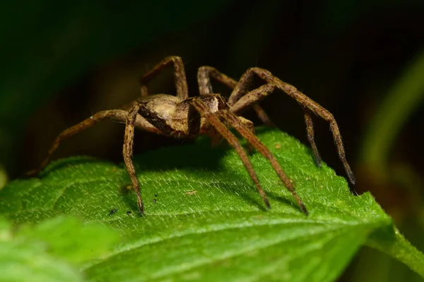 Makro Seitenansicht Einer Flauschigen Braunen Kaukasischen Solpuga Spinne Die Schatten — Stockfoto