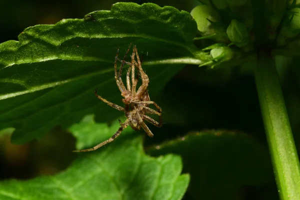Makro Kafkas örümceği yeşil ısırgan otu yaprağının altında tüy döküyor.                            