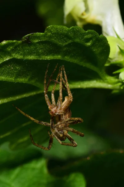 Macro Araña Marrón Solpuga Caucásica Muda Sombra Una Hoja Verde — Foto de Stock