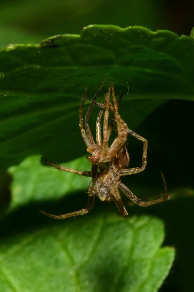 黒っぽい茶色のクモソルプガと網状の緑の葉の陰で皮膚が成形のクローズアップ — ストック写真