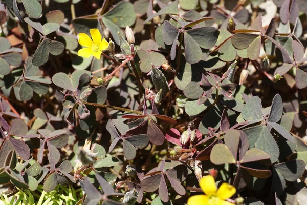 Macro Bushes Caucasian Oxalis Spiralis Dark Green Leaves Buds Yellow — Stock Photo, Image