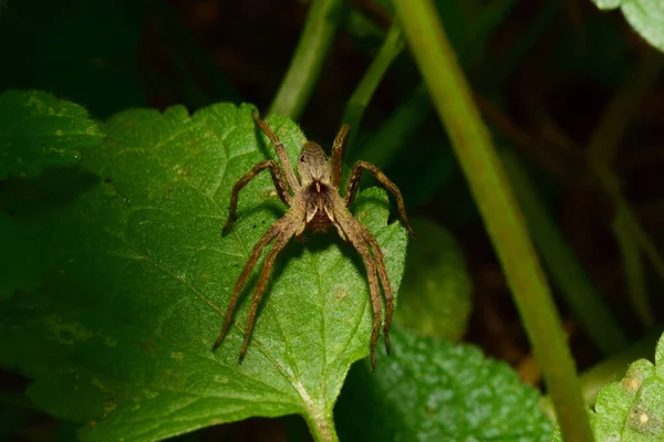 Macro front view of a fluffy brown caucasian Solpuga spider sitting on green leaf nettle