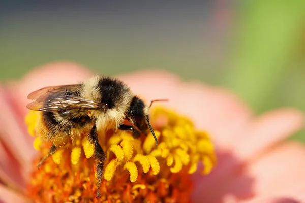  Kafkas gri-siyah çizgili yaban arısı Bombus serrisquama sarı göbekli pembe çiçek Zinnia 'nın sarı pullarında nektar topluyor.                              