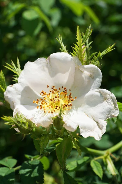 Macro Une Jeune Fleur Blanche Fraîche Cynorrhodons Sauvages Avec Des — Photo