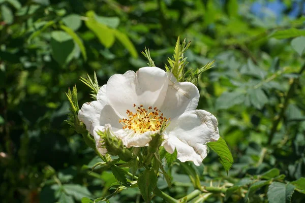 Makro Ung Vit Blomma Vild Vit Rosenhöft Som Växer Sommaren — Stockfoto