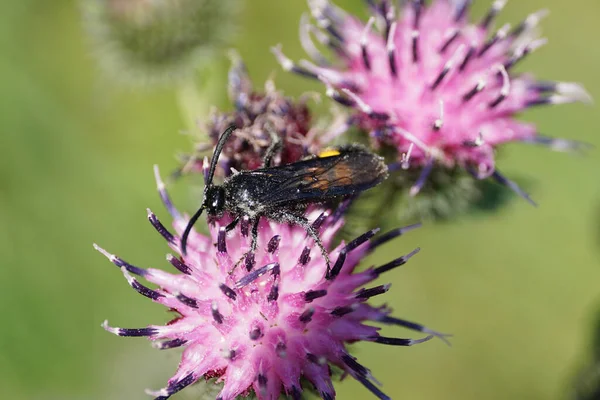 Sürünen siyah ve sarı tüylü beyaz yaban arısı Scolia Hiro 'nun parlak kanatlarıyla açık mor deve dikeni Arctium lappa çiçeğinin nektarını toplarken makro yan görüntüsü.                               
