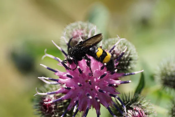 Yakından bakıldığında siyah ve sarı tüylü beyaz yaban arısı Scolia Hiro 'nun parlak kanatları ve sarı karnı mor devedikeni Arctium lappa' nın üstünde oturuyor.                               