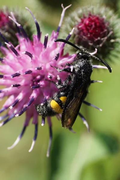 stock image  Macro view of Caucasian fluffy and black-yellow wasp Scolia hirta with shiny wings, yellow belly and long mustache gathering nectar on purple blossom Arctium lappa                              