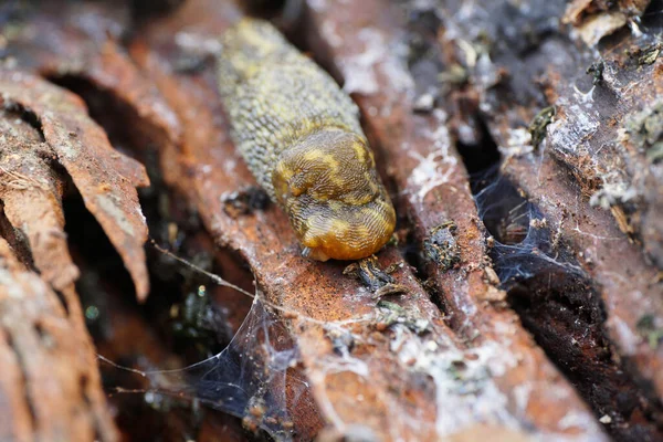 코카서스에 서식하는 연체동물인 동물인 아리안이 숲에서 나무껍질을 기어다니는 — 스톡 사진