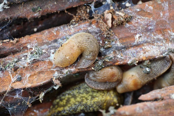 Gros Plan Sur Toile Colonie Mollusques Caucase Limace Forêt Arion — Photo