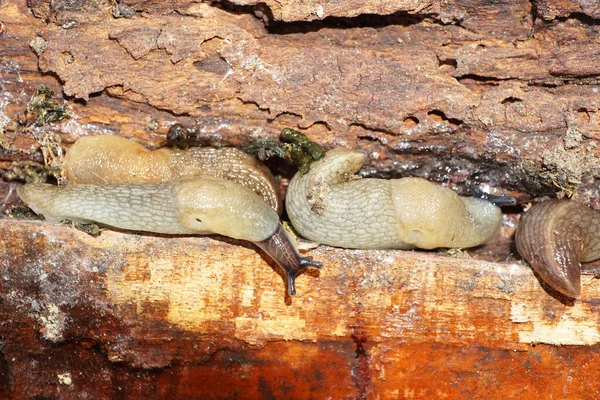 Macro Colonies Caucasian Mollusk Slug Arion Ater Assis Sur Arbre — Photo