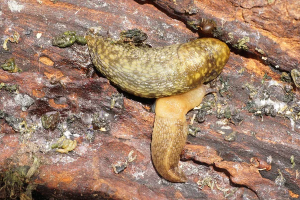 高加索山区森林里的一个树皮上藏着两只浅色的高加索软体动物的宏观调控 — 图库照片