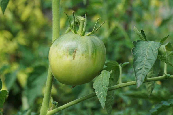 Close Ripe Green Tomato Fruit Solanum Lycopersicum Hanging Stem Green Stock Picture