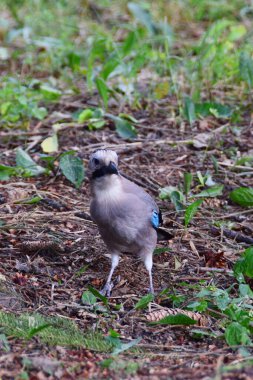 Kafkas Jay Garrulus Glandarius Kafkasların eteklerindeki yaprakların arasında yürüyor.                               