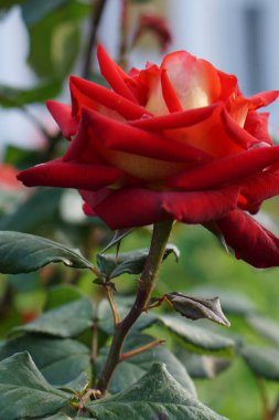 Geniş, koyu kırmızı bir çiçeğin yan görüntüsü gövdede beyaz güller ve kompleks yeşil yapraklar.                               