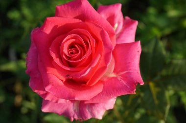 Geniş, pembe bir cilt bakım ürününün üst görüntüsü yeşil yaprak oymalarının arka planında beyaz güller var.                               