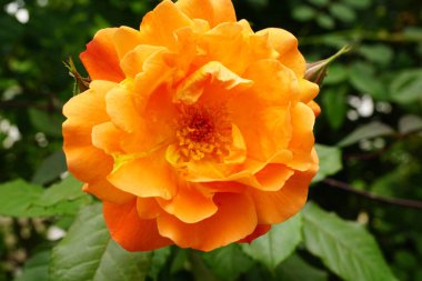 Geniş turuncu bir cilt bakımı, yeşil yaprakların arka planında iki tomurcuklu beyaz gül çeşitleri.                               