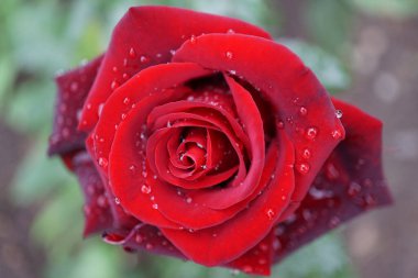 Yağmur fırtınasından sonra yapraklarına yağmur damlaları damlayan, yarı açık, büyük, beyaz beyaz güllerin üst görüntüsünü kapatın.                               