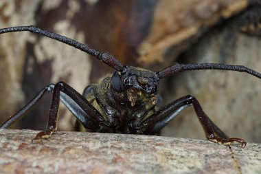 Kafkas türü böcek-barbel Megopis 'in gövdesinin önünde ağız kısımları, antenleri ve ön bacakları ahşap kaplamalı.                               