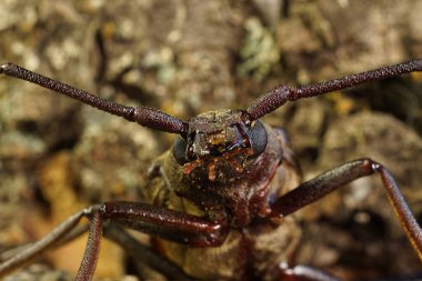 Kafkas böceği kafasının başı bir ağaç gövdesine yakın duruyor.                               